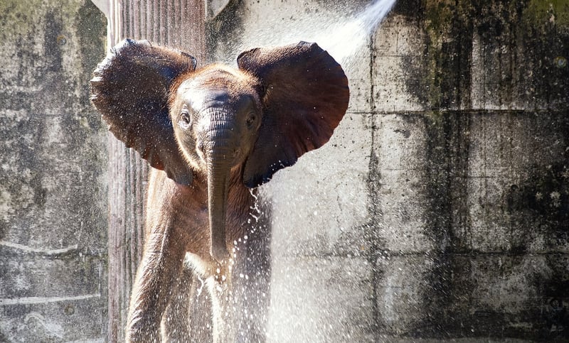 Elephants in the wild